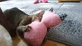 2016-05-12 16.10.44 - Inka